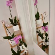 Orchidea szoba