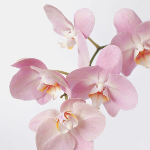Orchidea szoba